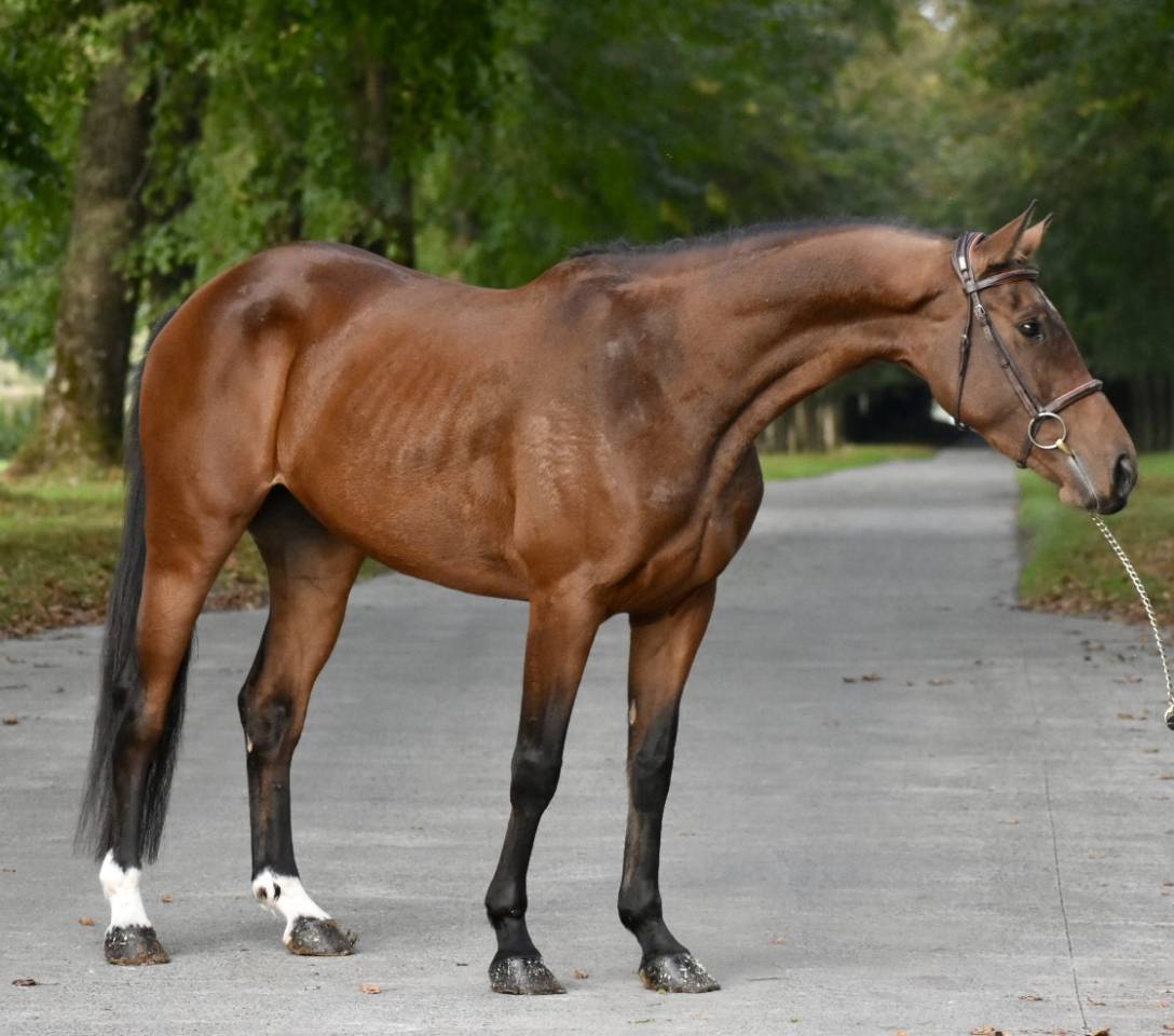 Merrie BWP Belgisch volbloed Te koop 2021 Donker bruin / bai