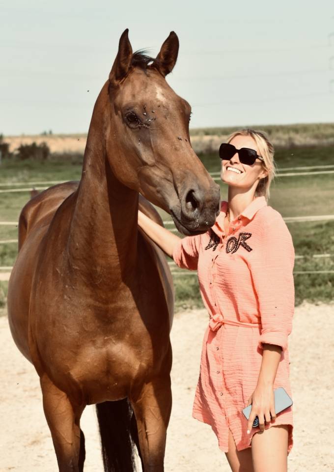 Merrie BWP Belgisch volbloed Te koop 2021 Donker bruin / bai