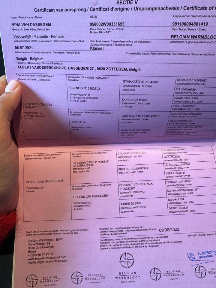 Merrie BWP Belgisch volbloed Te koop 2021 Donker bruin / bai