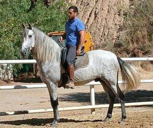 Hengst PRE Puur Ras Spaans Te koop 2022 Schimmel