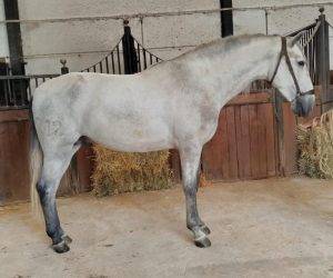 Hengst PRE Puur Ras Spaans Te koop 2022 Schimmel