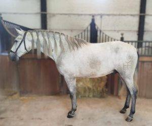 Hengst PRE Puur Ras Spaans Te koop 2022 Schimmel