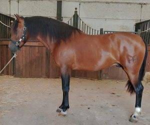 Hengst PRE Puur Ras Spaans Te koop 2022 Donker bruin / bai