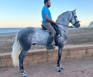 Ruin PRE Puur Ras Spaans Te koop 2021 Schimmel