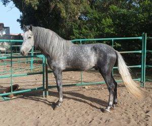 Ruin PRE Puur Ras Spaans Te koop 2021 Schimmel