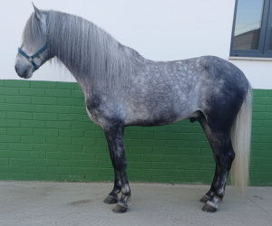 Ruin PRE Puur Ras Spaans Te koop 2021 Schimmel