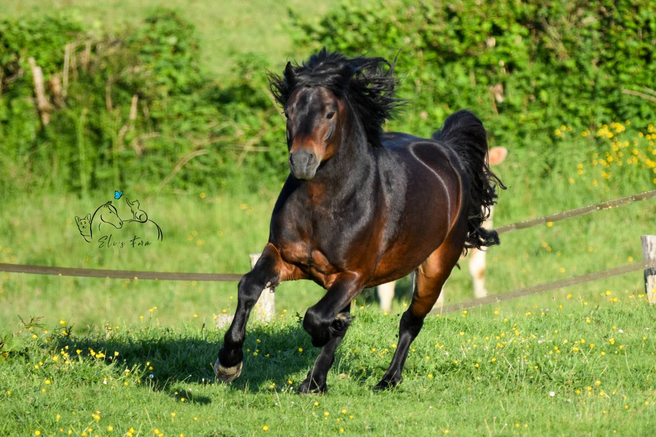 GIDEON DE LA MALLE - Dartmoor 2016 ,  Shilstone Rocks RIGADOON (GB)