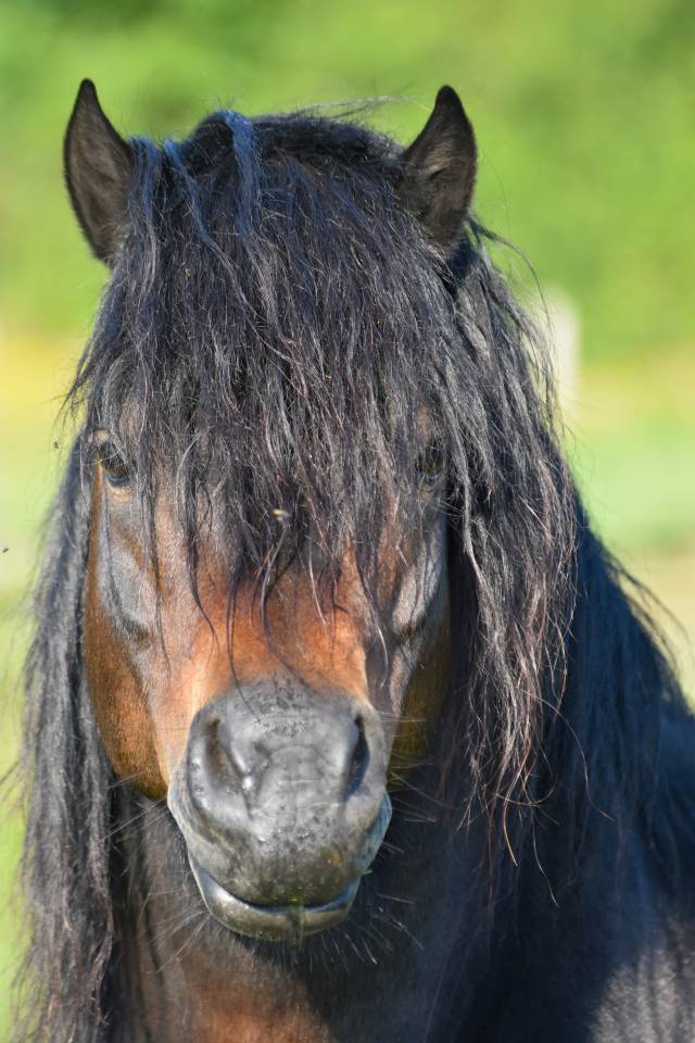 GIDEON DE LA MALLE - Dartmoor 2016 ,  Shilstone Rocks RIGADOON (GB)