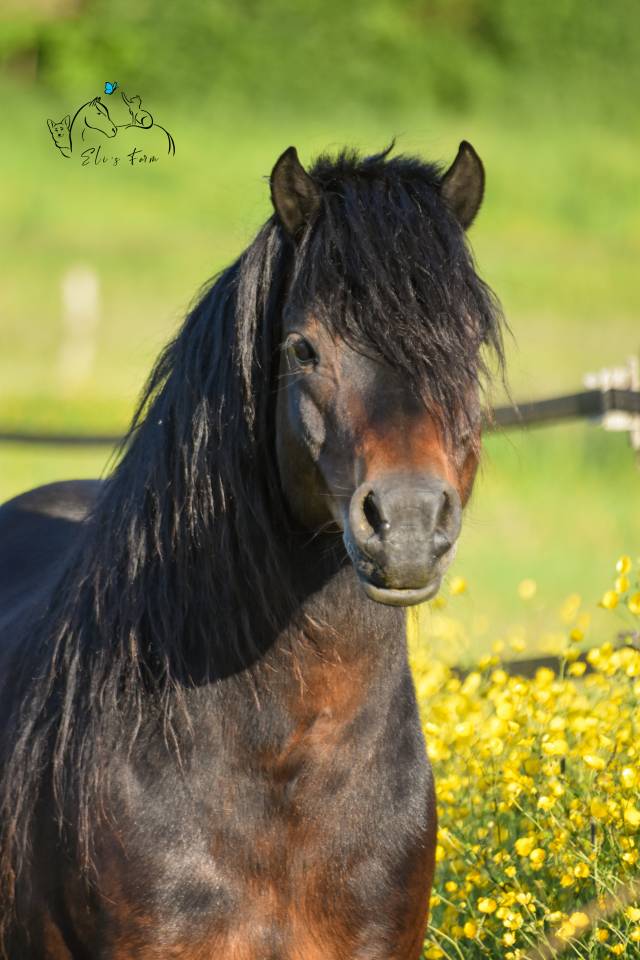 GIDEON DE LA MALLE - Dartmoor 2016 ,  Shilstone Rocks RIGADOON (GB)