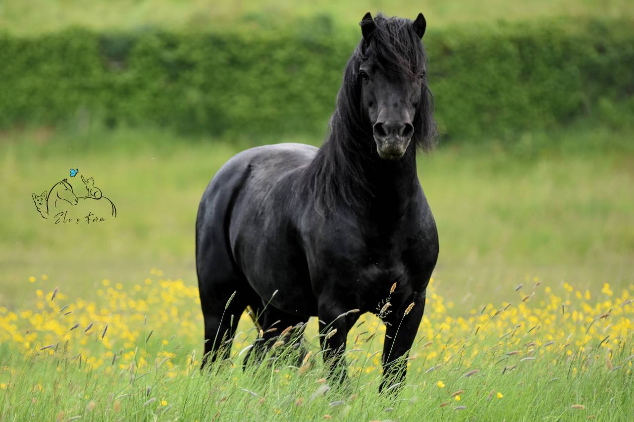 SHILSTONE ROCKS THUNDERHEAD 2 - Dartmoor 2006 ,  SR ATLANTIC GALE