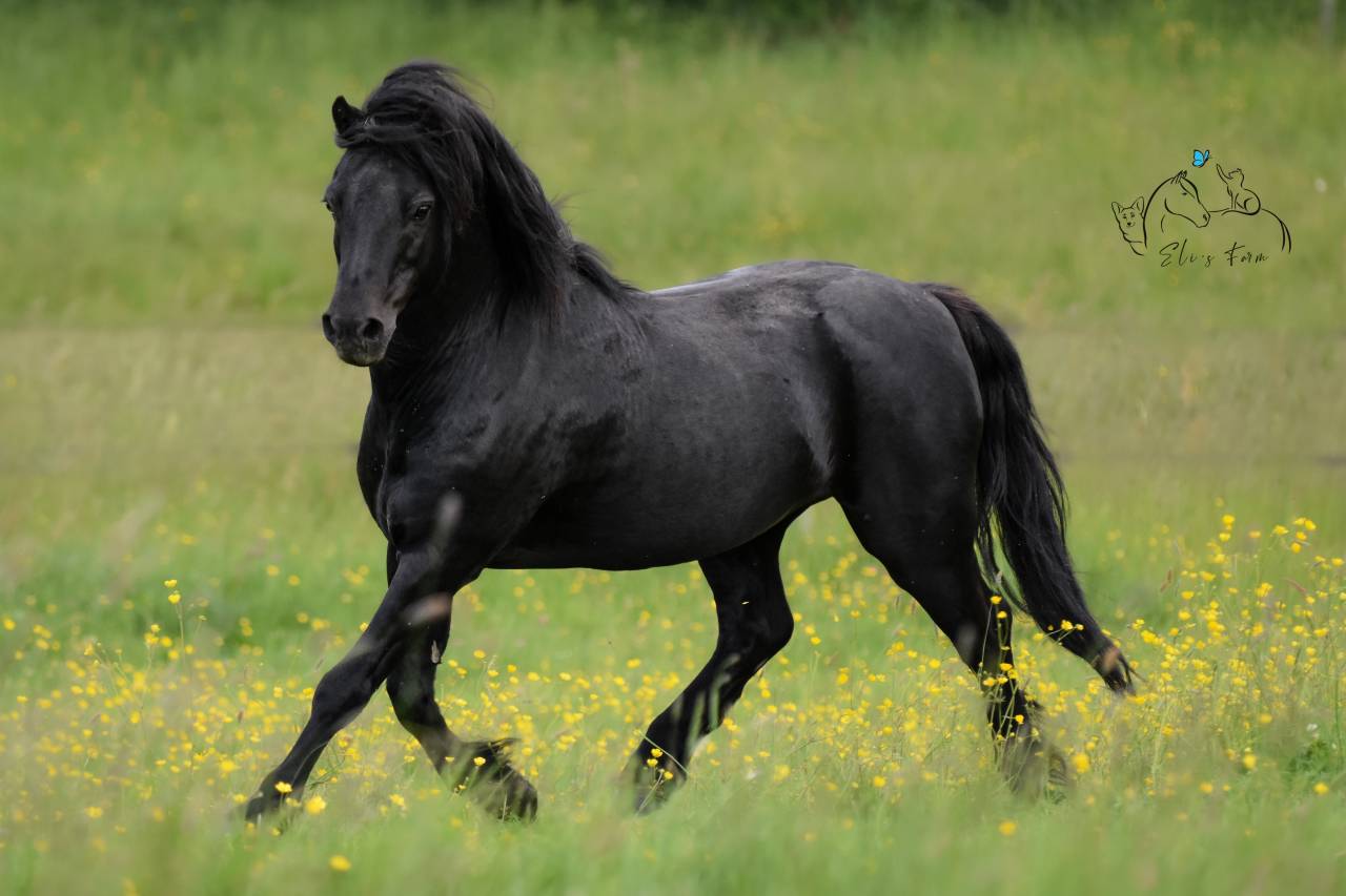 SHILSTONE ROCKS THUNDERHEAD 2 - Dartmoor 2006 ,  SR ATLANTIC GALE
