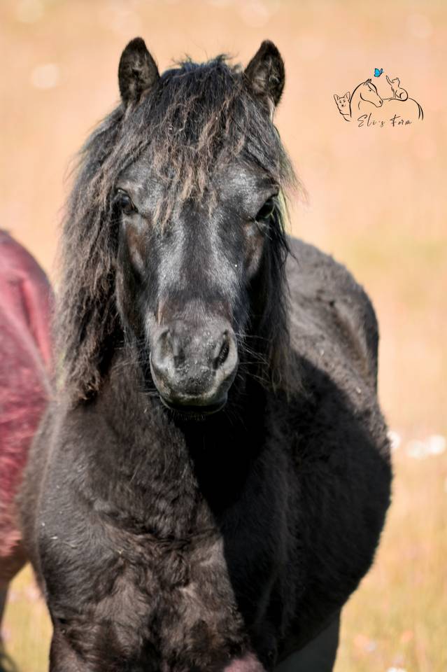 Ruin Dartmoor Te koop 2024 Zwart ,  Shilstone Rocks Thunderhead