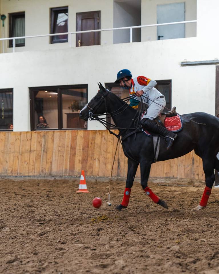 Veulen (vr) Volbloed Te koop 2016 Bruin / Bai