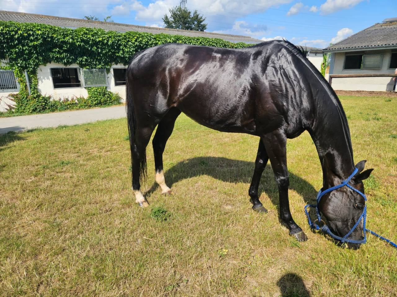 Veulen (vr) Volbloed Te koop 2016 Bruin / Bai