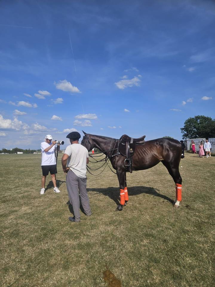 Veulen (vr) Volbloed Te koop 2016 Bruin / Bai