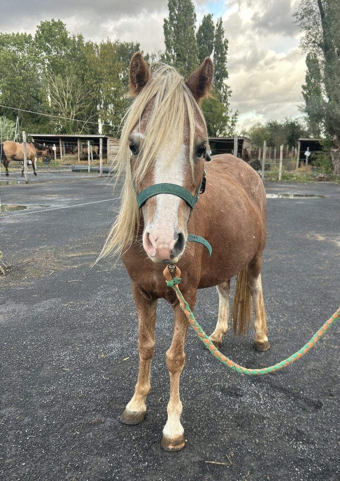 Merrie Welsh Pony (Section A) Te koop 2021 Lichte manen en staart