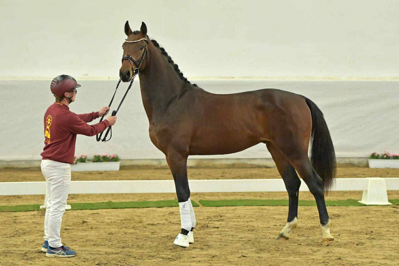 Ruin Duits sportpaard Te koop 2021 Donker bruin / bai