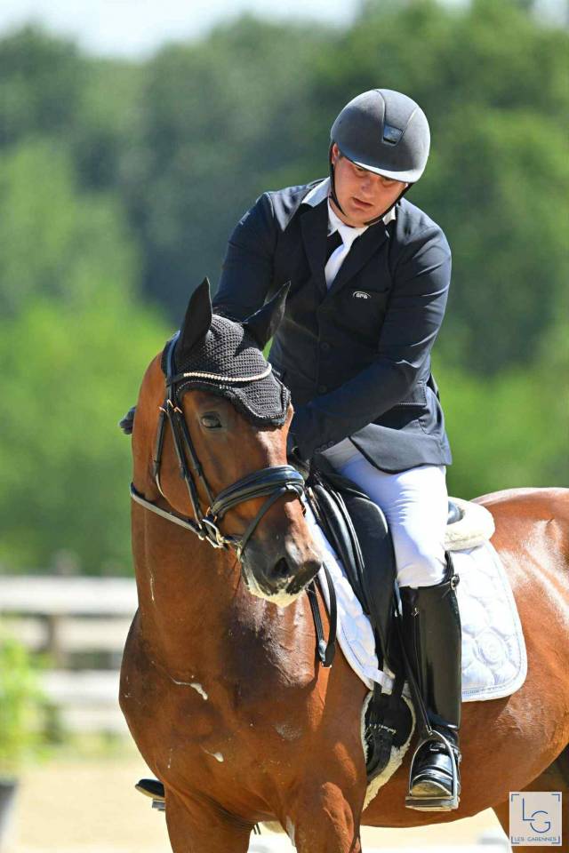 Ruin Duits sportpaard Te koop 2021 Donker bruin / bai