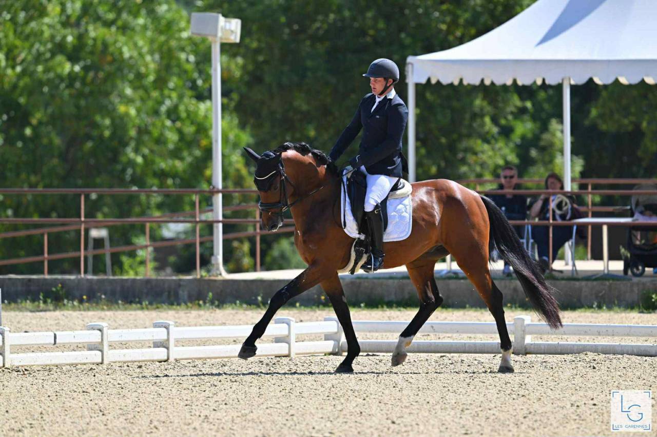 Ruin Duits sportpaard Te koop 2021 Donker bruin / bai