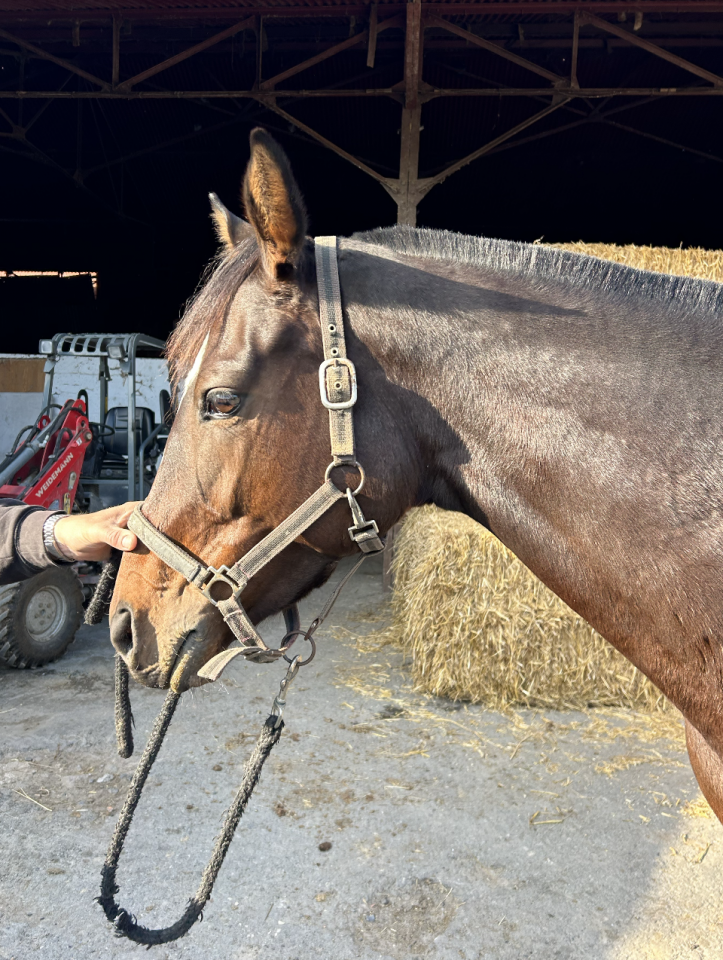 Merrie Engels volbloed Te koop 2020 Bruin / Bai