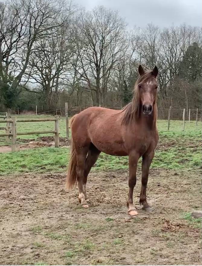 Ruin Arabisch halfbloed Te koop 2022 Bruin / Bai ,  Grafick des sources