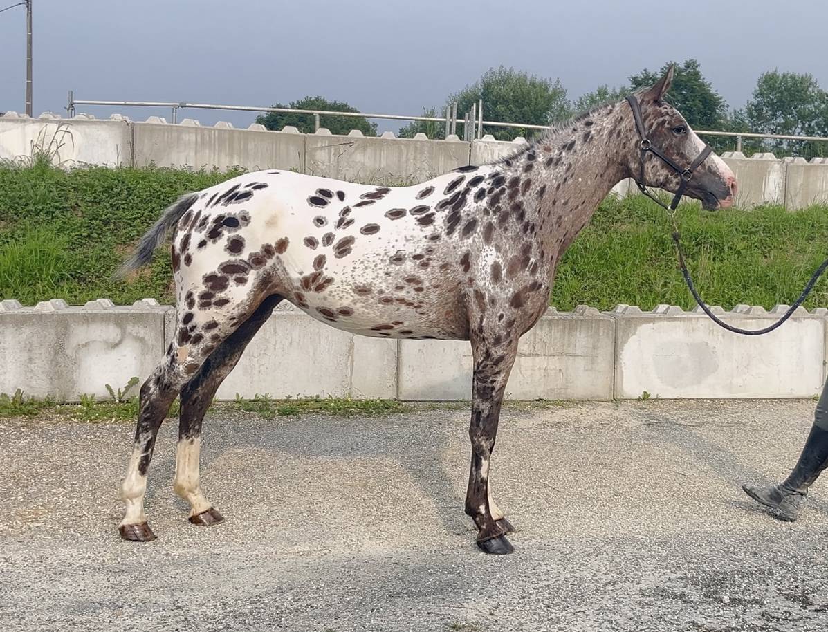 Merrie AES Anglo European Studbook Te koop 2022 Appaloosa