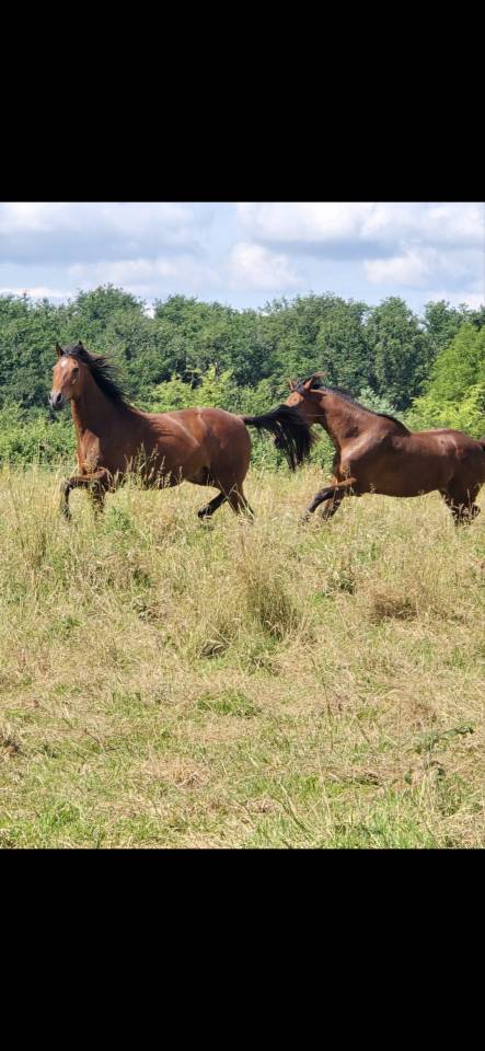 Ruin Franse draver  Te koop 2011 Donker bruin / bai