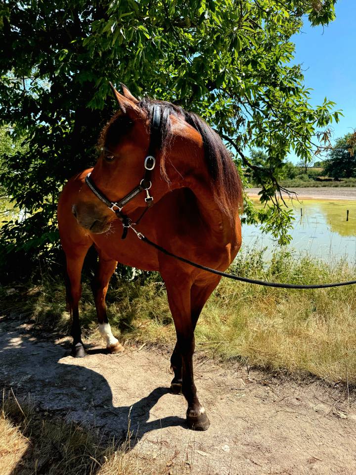 Ruin Franse draver  Te koop 2011 Donker bruin / bai