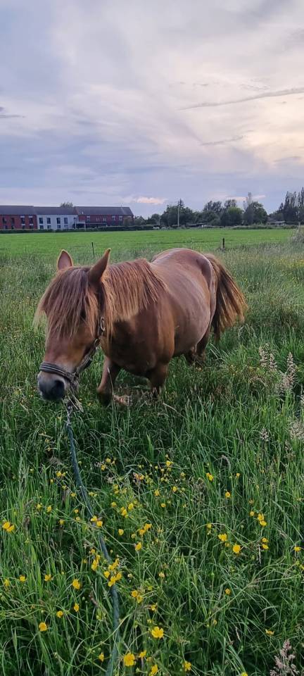 Merrie Ras onbekend Te koop 2019 Vos