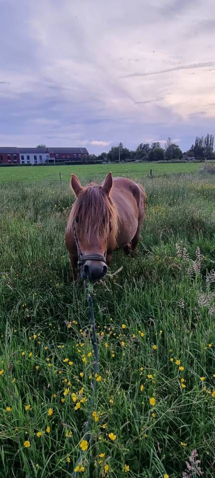 Merrie Ras onbekend Te koop 2019 Vos