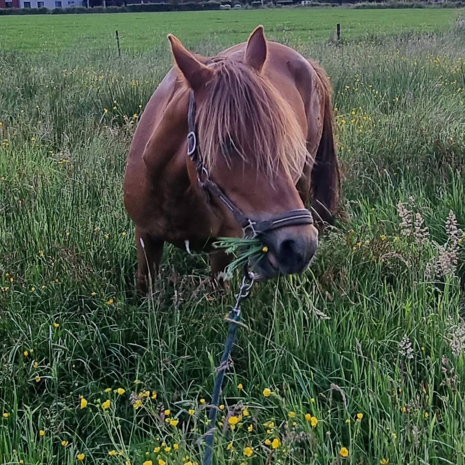 Merrie Ras onbekend Te koop 2019 Vos