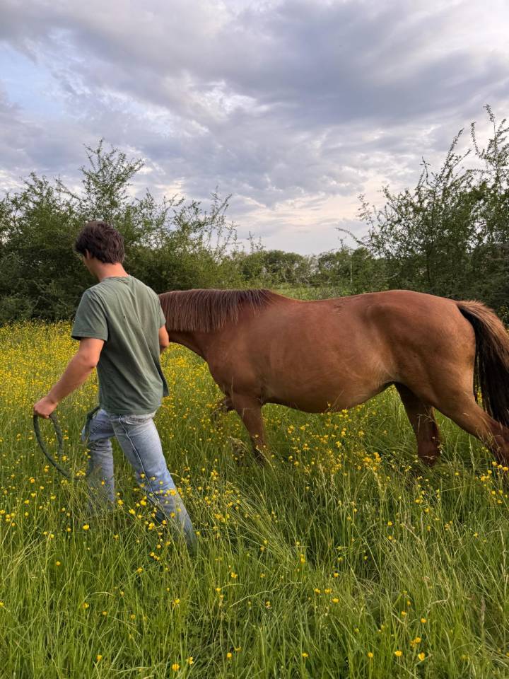 Merrie Ras onbekend Te koop 2019 Vos