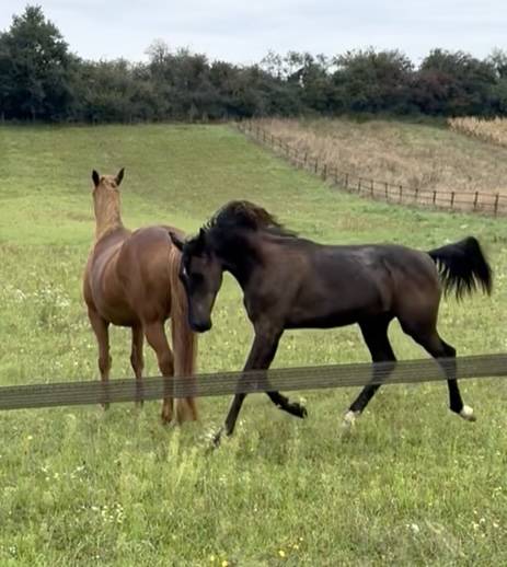 Ruin Oldenburger Te koop 2024 Zwart ,  Vpower