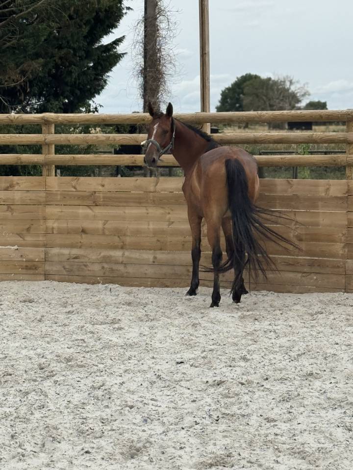 Merrie Selle Français Te koop 2022 Donker bruin / bai ,  Stakkatol