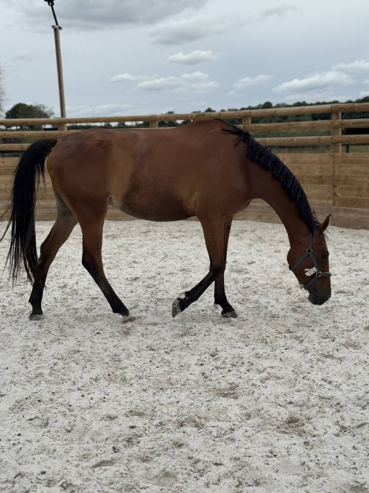 Merrie Selle Français Te koop 2022 Donker bruin / bai ,  Stakkatol