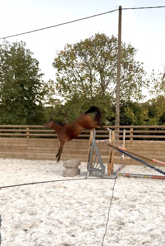 Merrie Selle Français Te koop 2022 Donker bruin / bai ,  Stakkatol