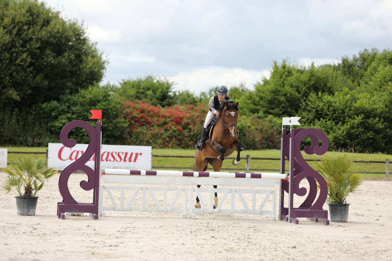 Merrie Volbloed Te koop 2020 Donker bruin / bai