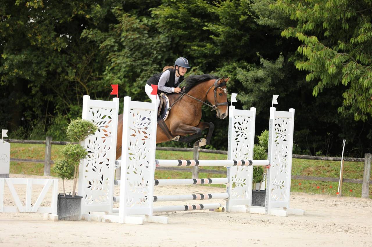 Merrie Volbloed Te koop 2020 Donker bruin / bai