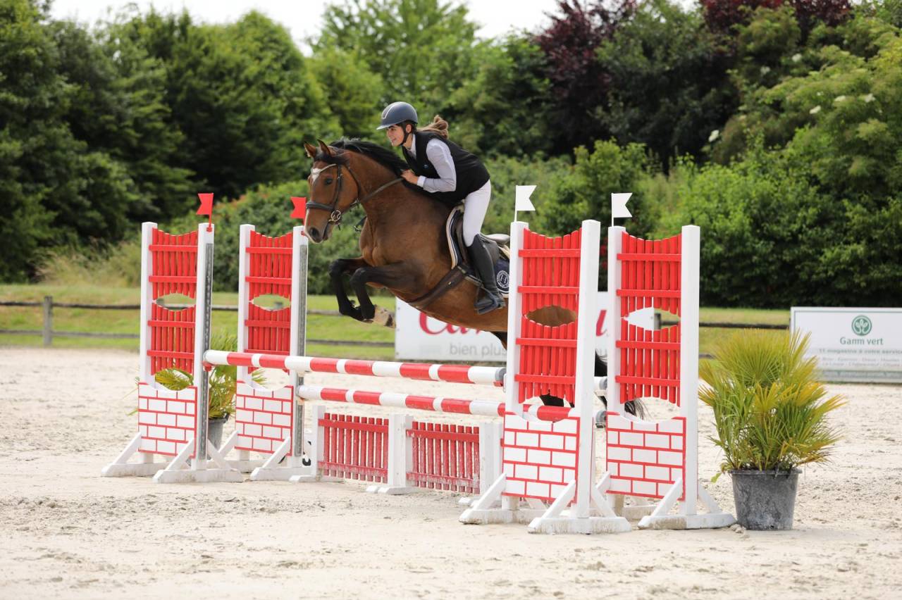 Merrie Volbloed Te koop 2020 Donker bruin / bai