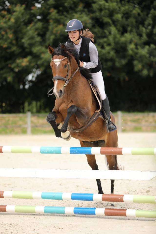 Merrie Volbloed Te koop 2020 Donker bruin / bai