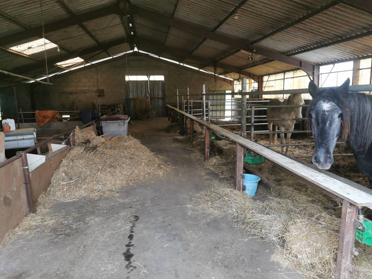 Paarden boerderij Koop Cher
