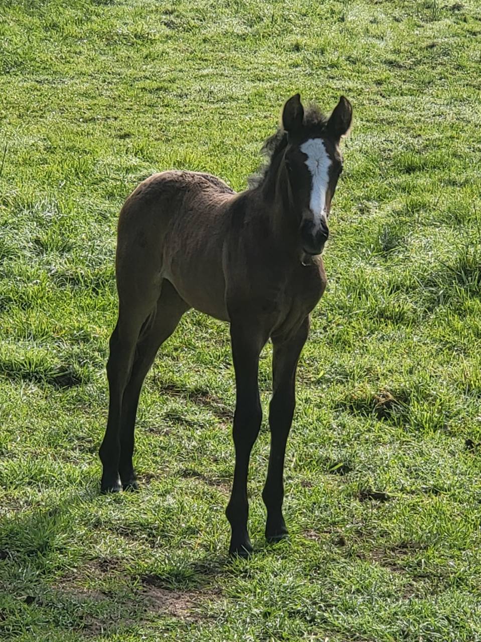 Veulen (vr) PRE Puur Ras Spaans Te koop 2025 Donker bruin / bai