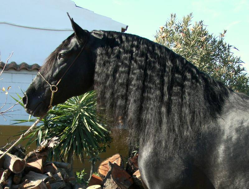 Veulen (vr) PRE Puur Ras Spaans Te koop 2025 Donker bruin / bai