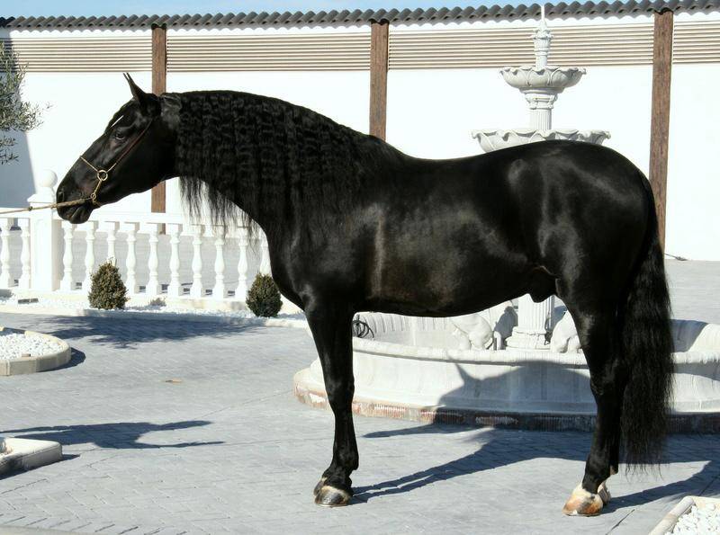 Veulen (vr) PRE Puur Ras Spaans Te koop 2025 Donker bruin / bai