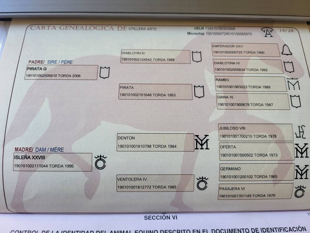 Veulen (vr) PRE Puur Ras Spaans Te koop 2025 Donker bruin / bai