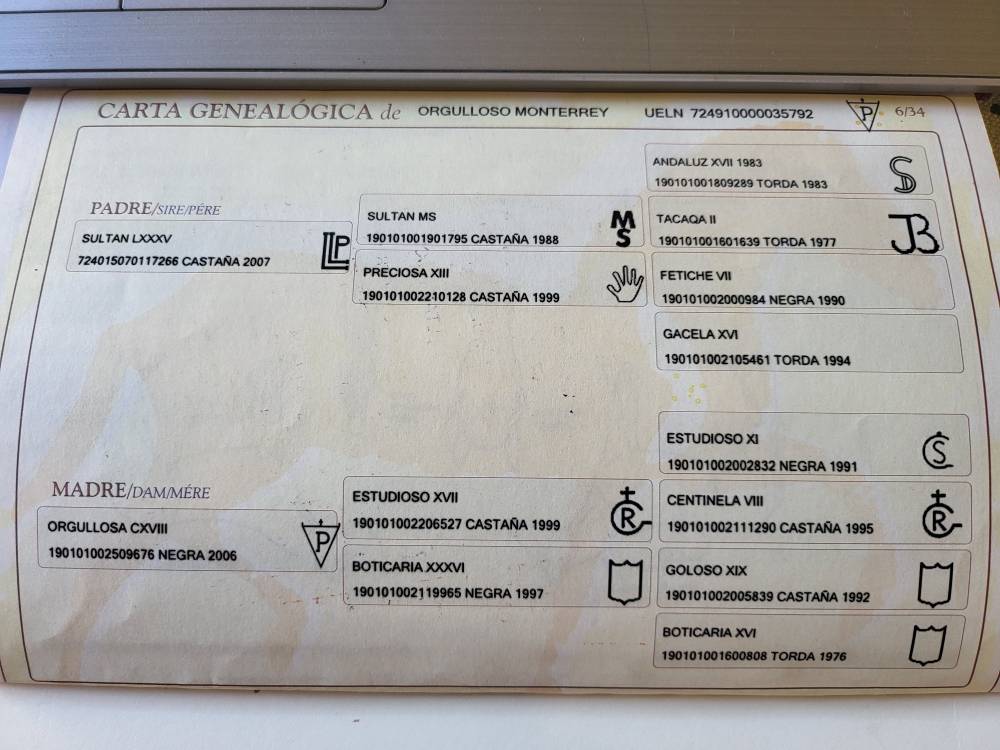 Veulen (vr) PRE Puur Ras Spaans Te koop 2025 Donker bruin / bai