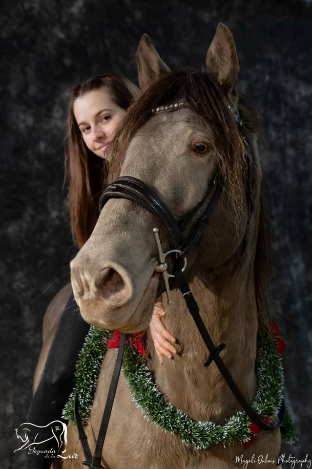 Dekhengst Quarter Horse Te koop 2016 Champagne