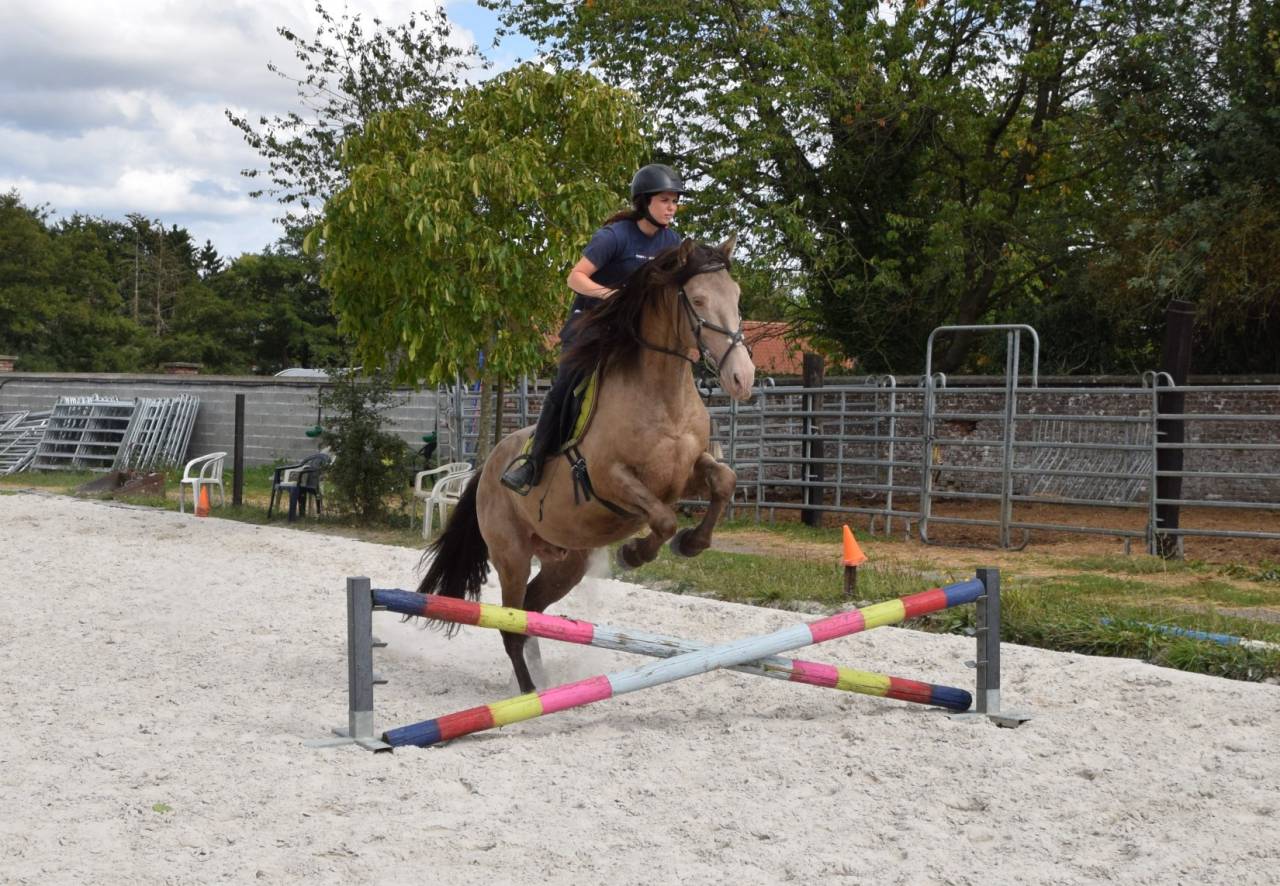 Dekhengst Quarter Horse Te koop 2016 Champagne