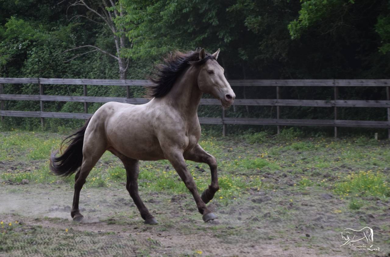 Dekhengst Quarter Horse Te koop 2016 Champagne