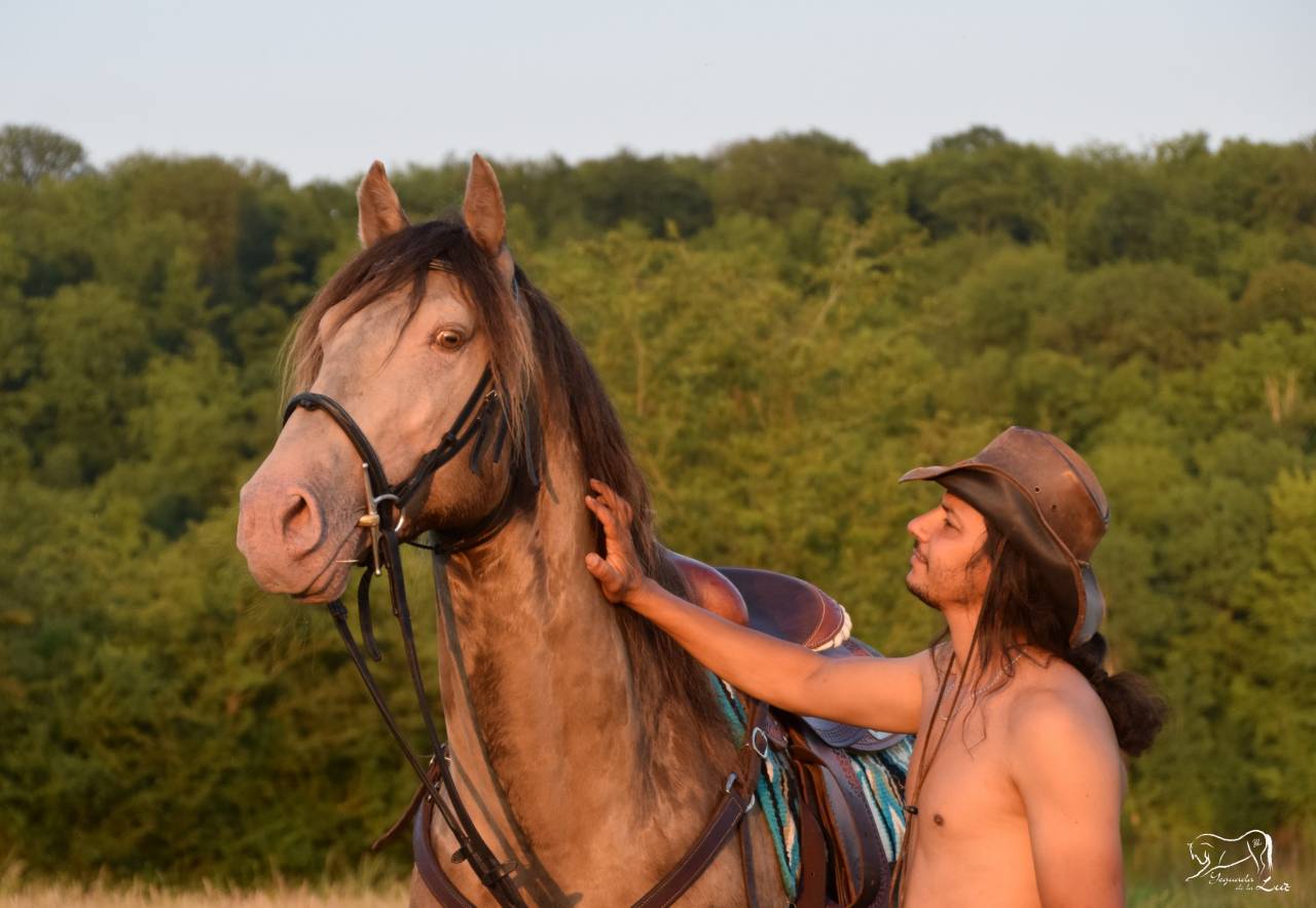 Dekhengst Quarter Horse Te koop 2016 Champagne